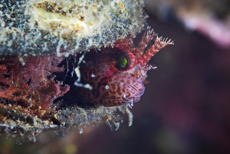 Illustration for article titled Perhaps the Most Beautiful Undersea Photography We've Ever Seen